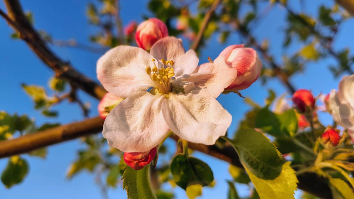 Vremea în Alba în Săptămâna Luminată. Temperaturi de primăvară și câteva ploi. Prognoza pe zile și localități