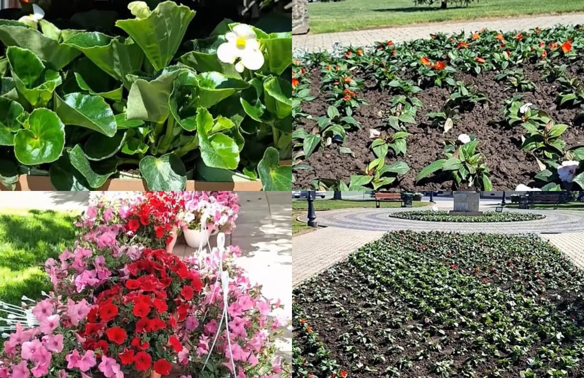VIDEO: Peste 130.000 de flori plantate pe spațiul public în Blaj. Pregătiri pentru Sărbătoarea Libertății și alte evenimente