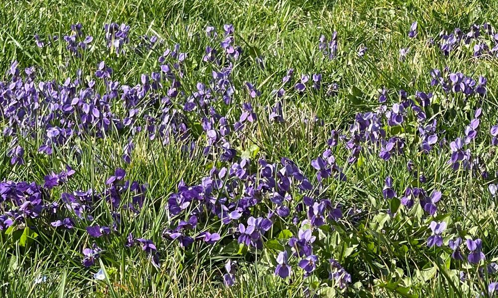 viorele flori primavara vremea in alba meteo