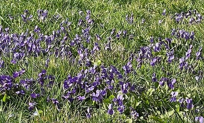 viorele flori primavara vremea in alba meteo