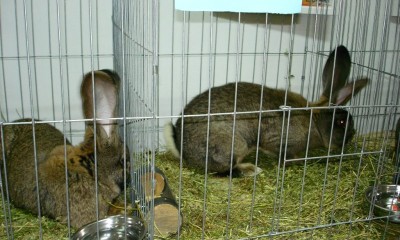 expozitie animale mici iepuri aiud
