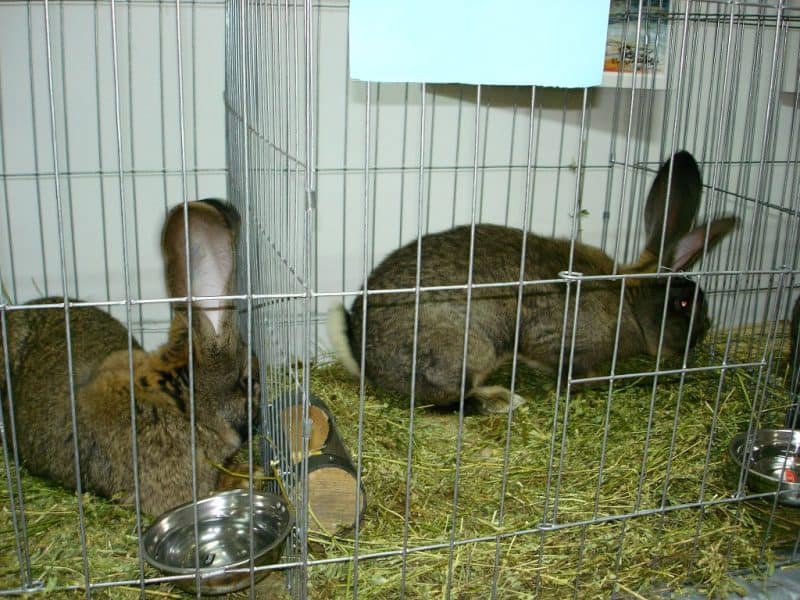 expozitie animale mici iepuri aiud