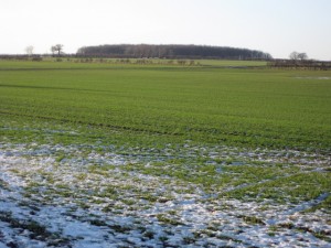 agricultura iarna 2014. sursa foto: recolta.eu