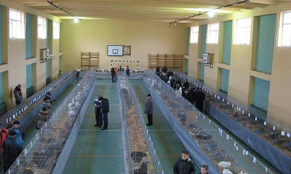 expozitie aiud pasari si iepuri