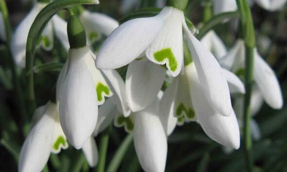 ghiocei