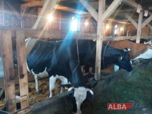 Ciolos vizita ferma vaci Limba_3