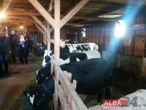 Ciolos vizita ferma vaci Limba_6
