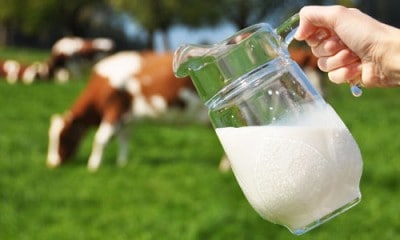 vaci lapte
