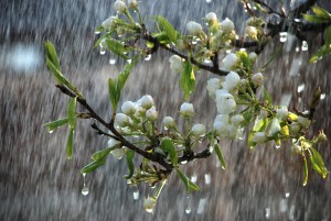 ploaie primavara pomi