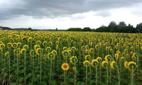 iulie vara vreme meteo floarea soarelui