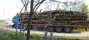 tir lemn transport