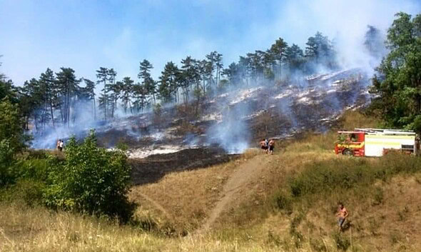 foc