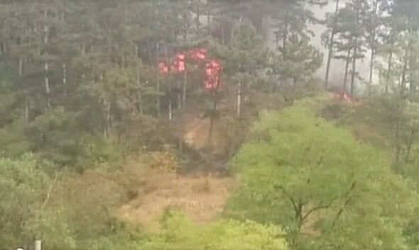 foc