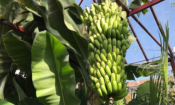 banane