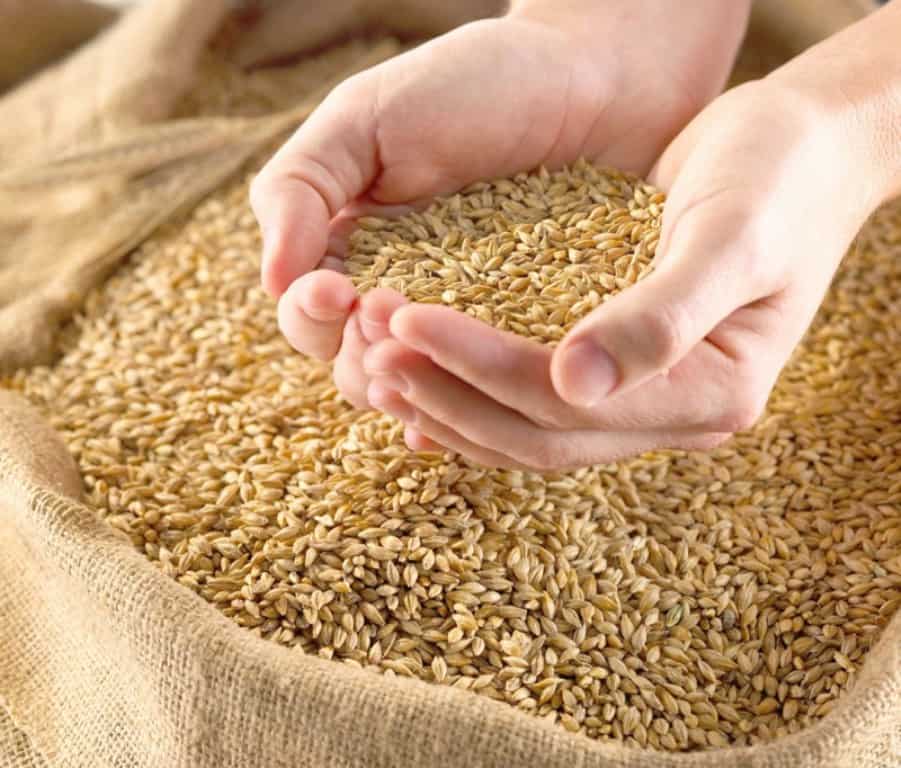 Producătorii agricoli vor putea vinde cereale doar pe bază de contract Noi reglementări -