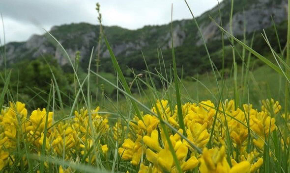 flori de munte