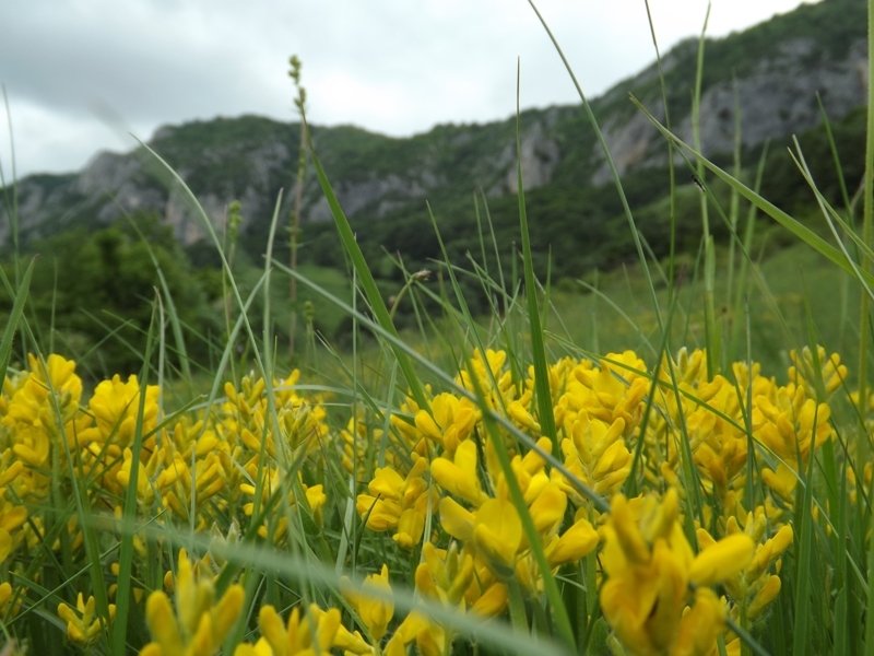flori de munte
