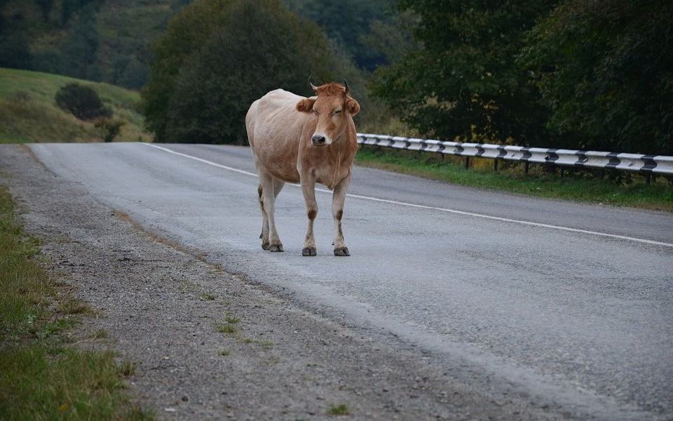 vaca drum