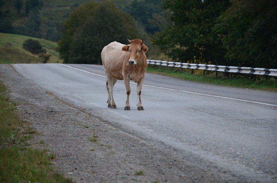 vaca drum