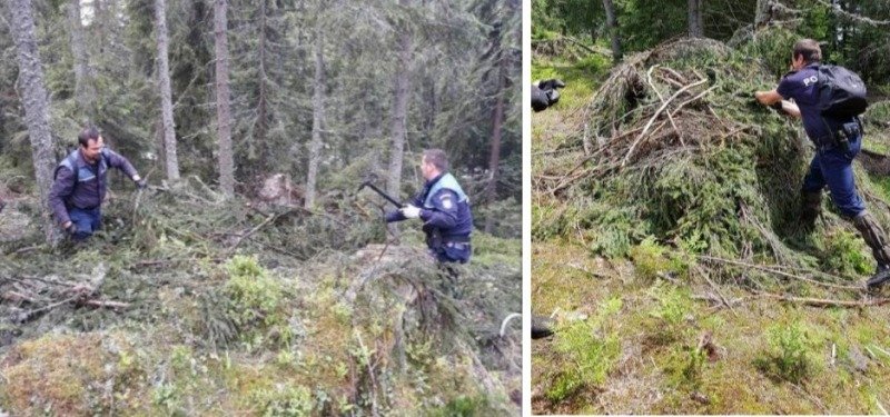 Foto Tăieri Ilegale De Lemn Descoperite De Poliţie In Pădurile