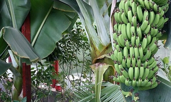 banane alba iulia