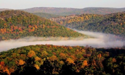 toamna, ceata, padure