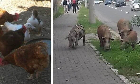 animaLE ORAS