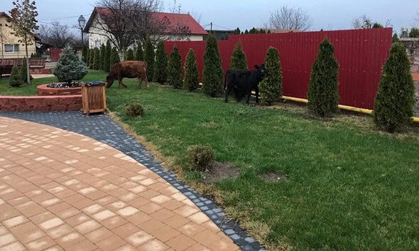 vaci ciugud