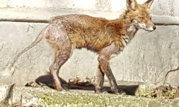 vulpe bolnava