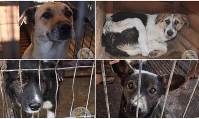 catei adapost alba iulia