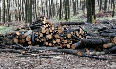 lemn furat