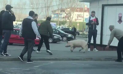 porc pierdut in alba iulia