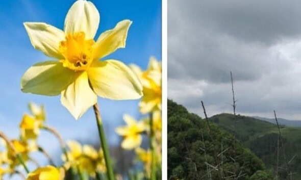 flori soare furtuna vremea prognoza meteo