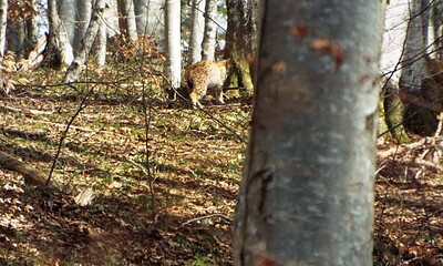 lynx