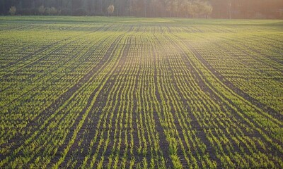 teren agricol agricultura