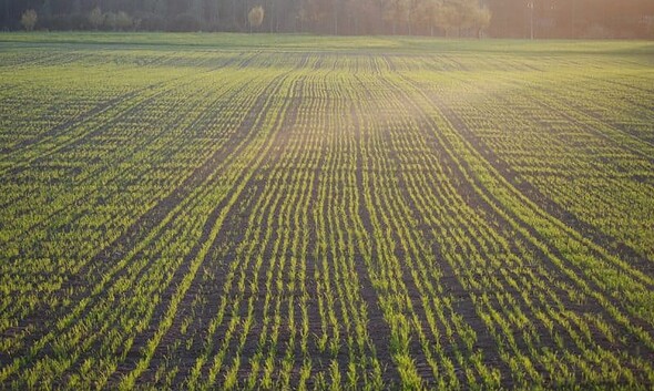 teren agricol agricultura