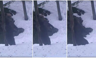 urs copac iarna padure