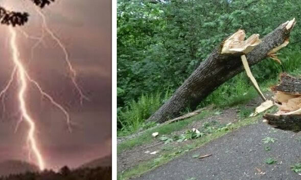 colaj furtuna copaci rupti