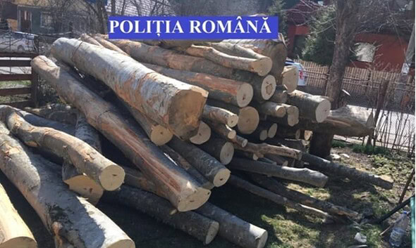 lemn confiscat