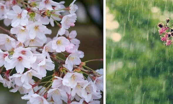 meteo flori ploi