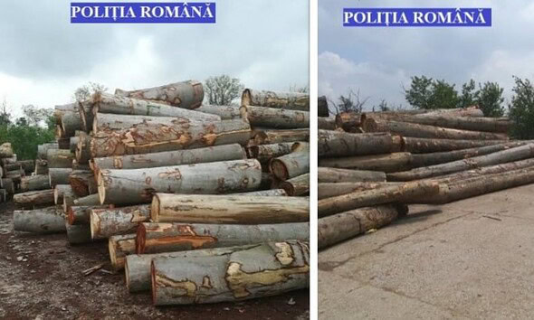 lemn confiscat politia