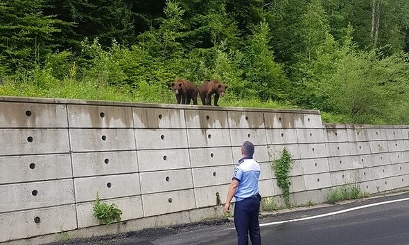 ursi politie
