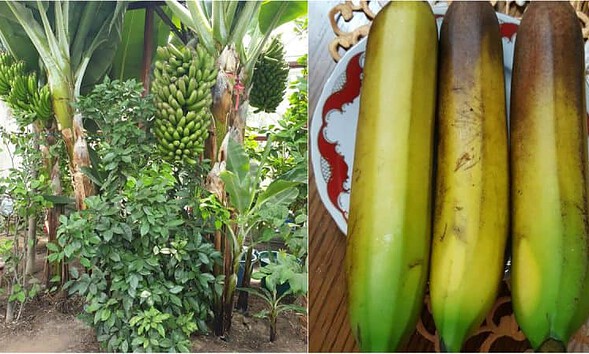 banane