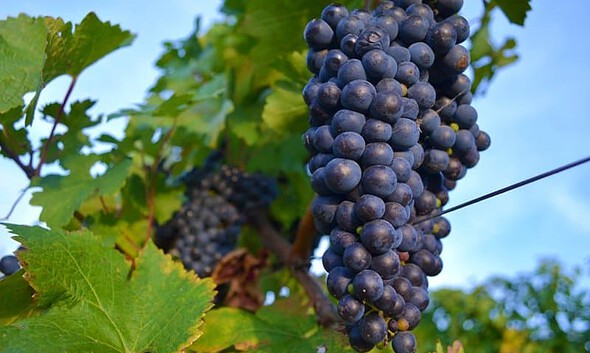 struguri negri must jidvei