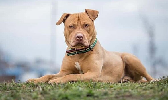 pitbull