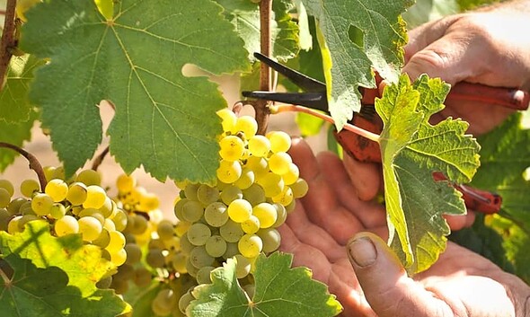 struguri-vita de vie