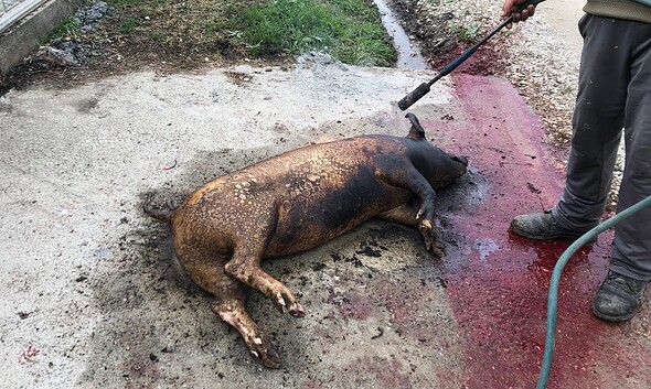 porc