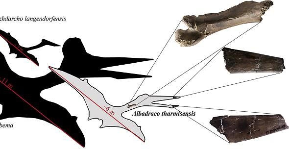 Albadraco descoperit la Alba Iulia