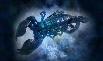 horoscop scorpion