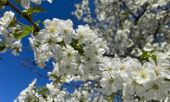 8 martie siua mamei ziua femeii primavara flori